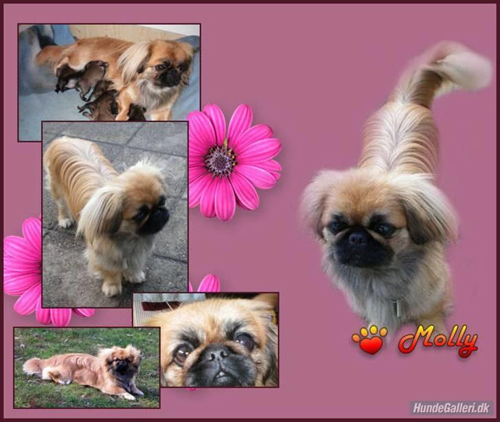 Pekingeser Molly R.I.P - Super skønt billede som Belinda har lavet til mig :-D billede 9