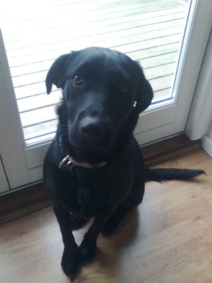 Labrador retriever malou billede 2