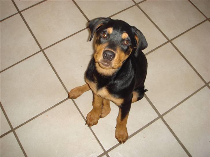 Rottweiler Tess  - Er jeg ikke sød billede 14