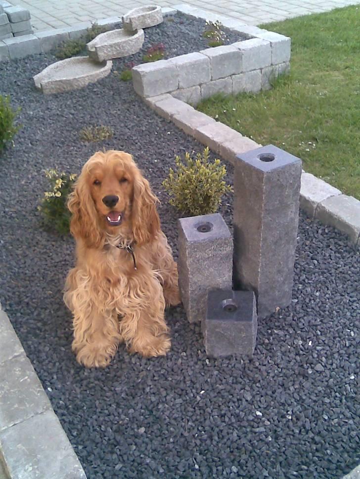 Cocker spaniel buster billede 19