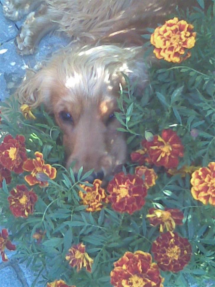 Cocker spaniel buster billede 20