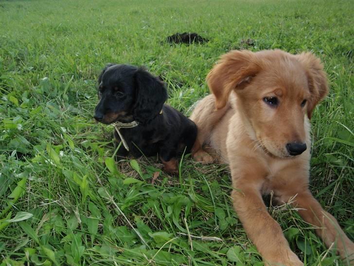 Dværggravhund Freja billede 8