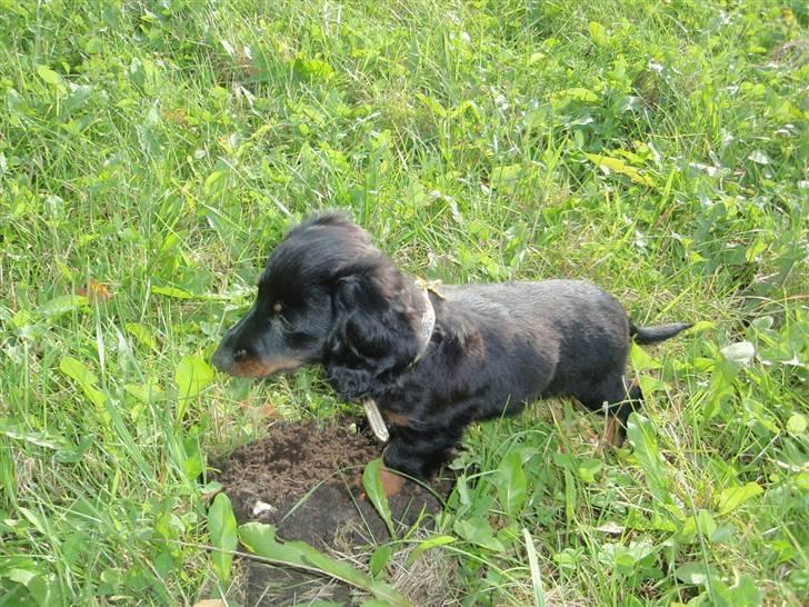 Dværggravhund Freja billede 9