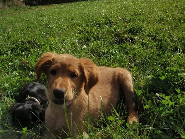 Golden retriever Naja billede 5