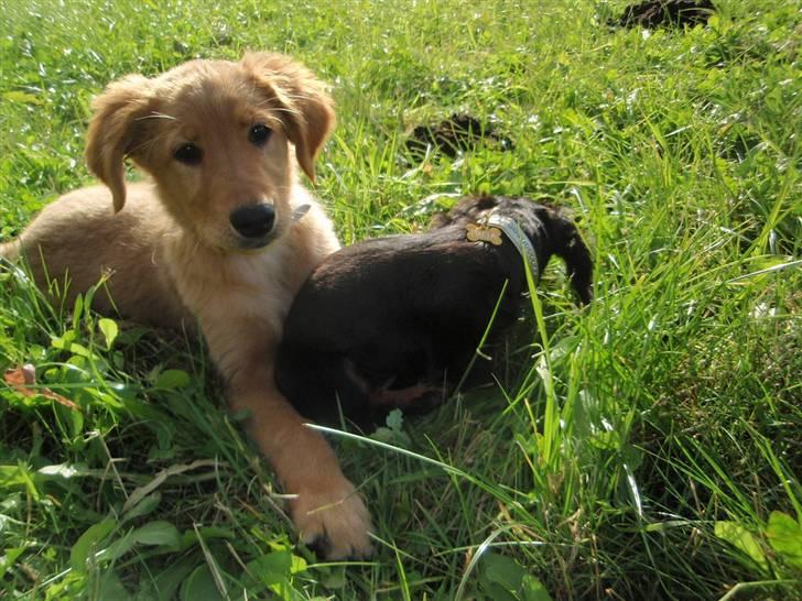 Golden retriever Naja billede 6