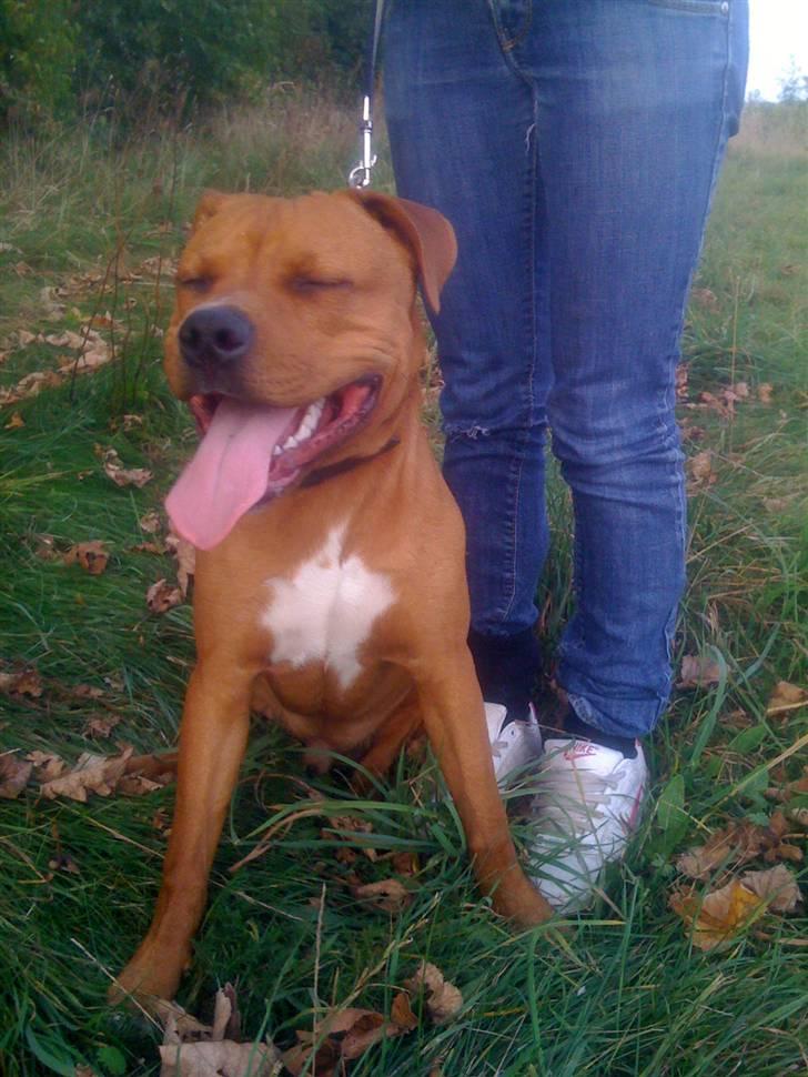 Amerikansk staffordshire terrier tyson billede 1