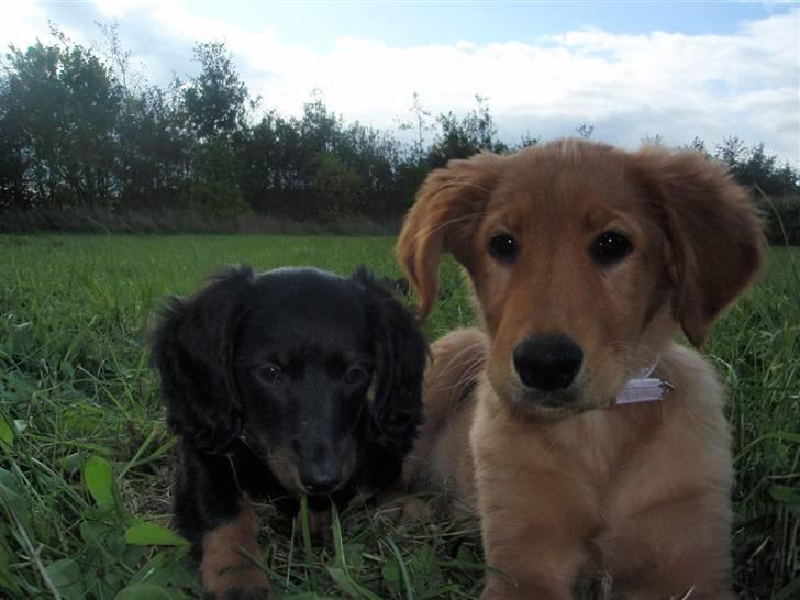 Golden retriever Naja billede 7