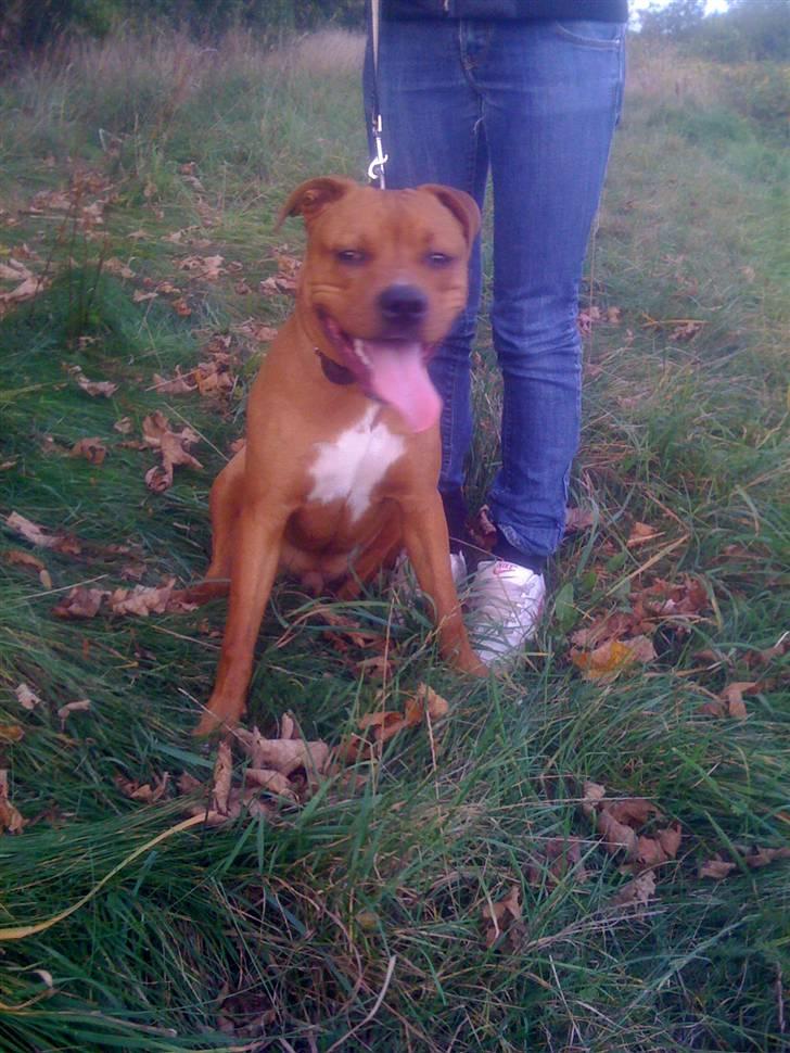 Amerikansk staffordshire terrier tyson billede 2