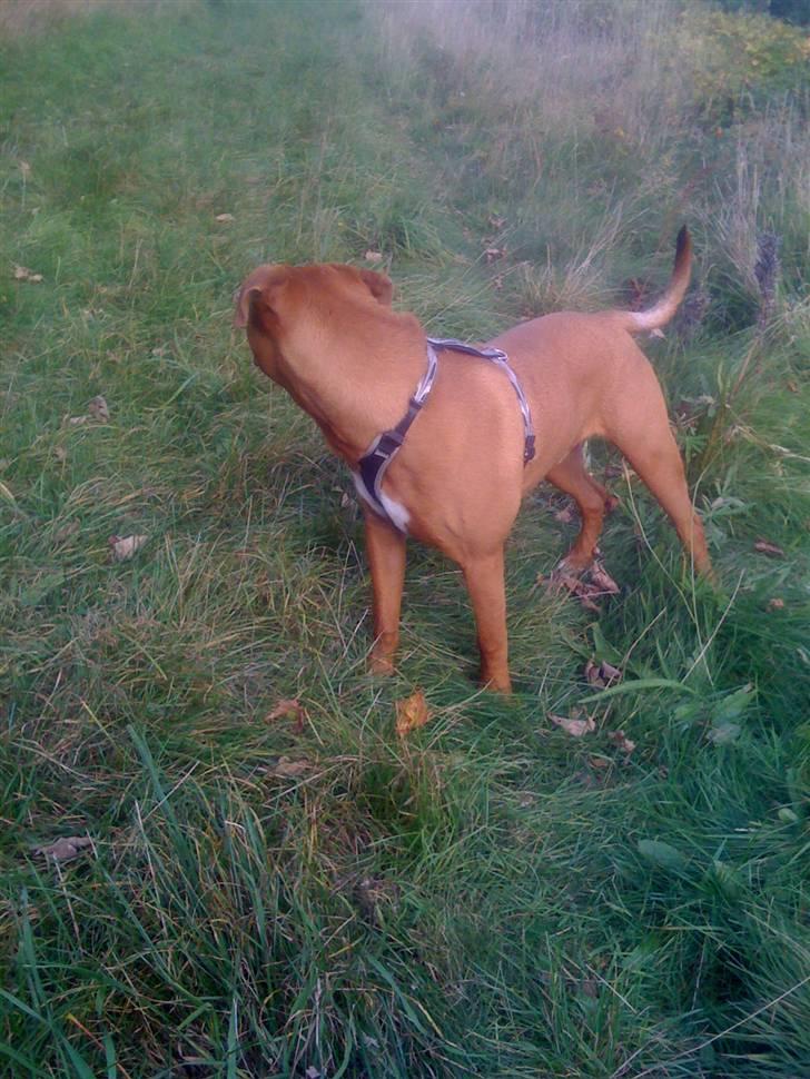 Amerikansk staffordshire terrier tyson billede 3