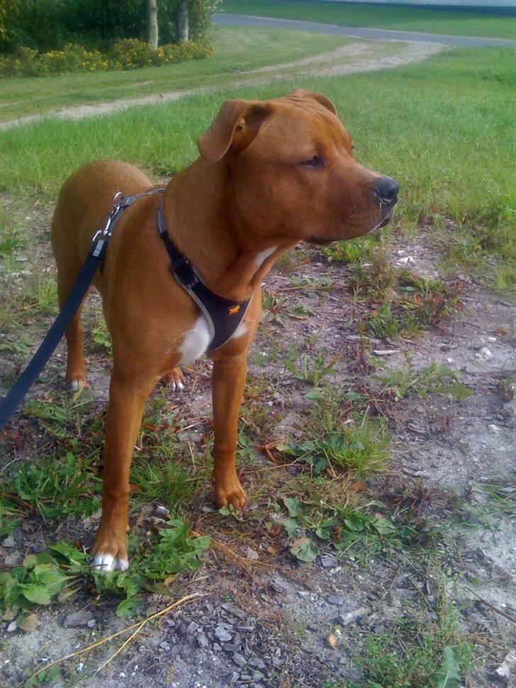 Amerikansk staffordshire terrier tyson billede 4