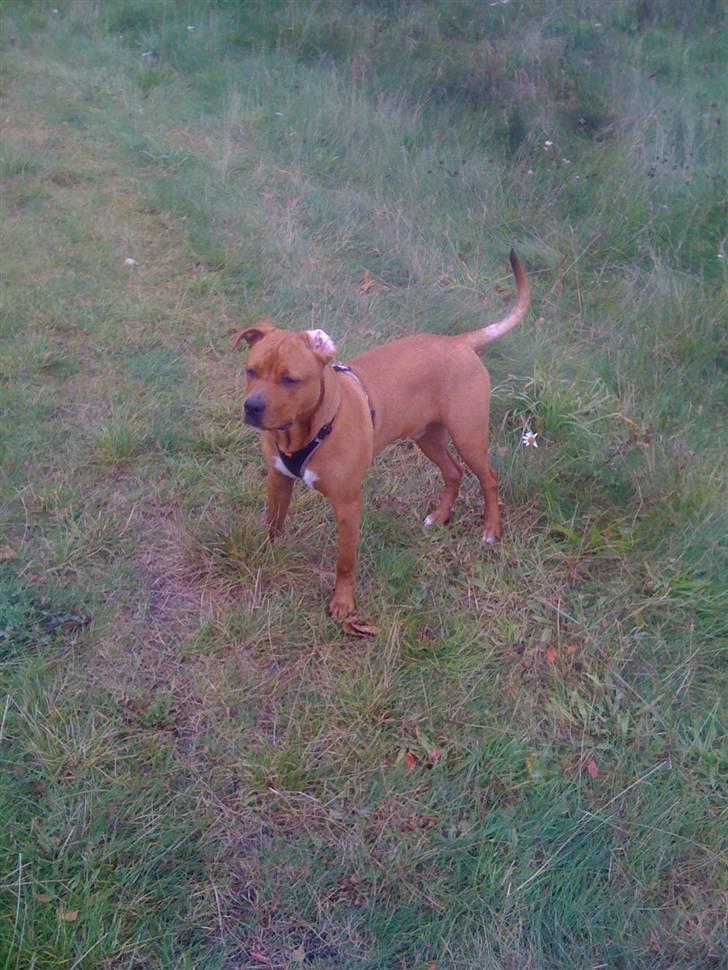 Amerikansk staffordshire terrier tyson billede 5