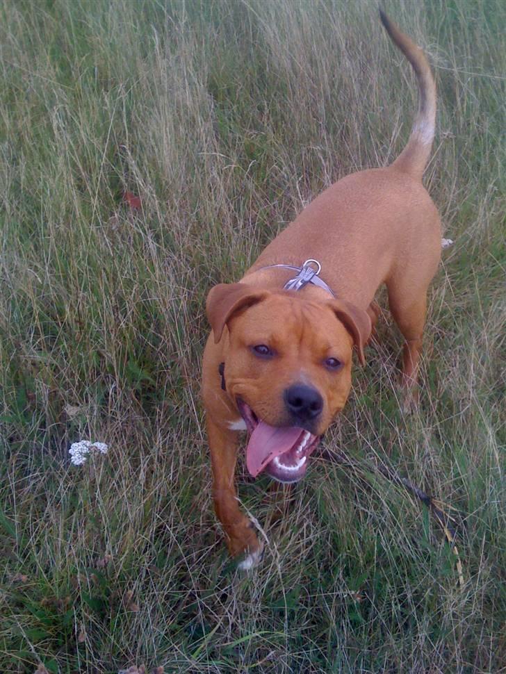 Amerikansk staffordshire terrier tyson billede 6