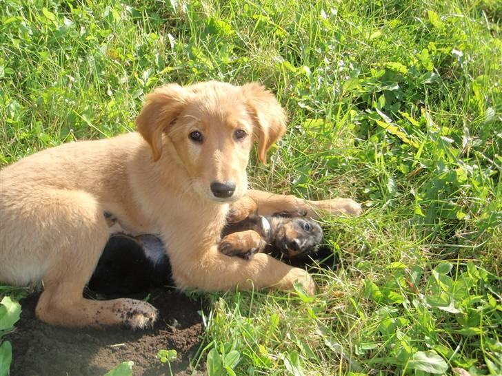 Golden retriever Naja billede 8
