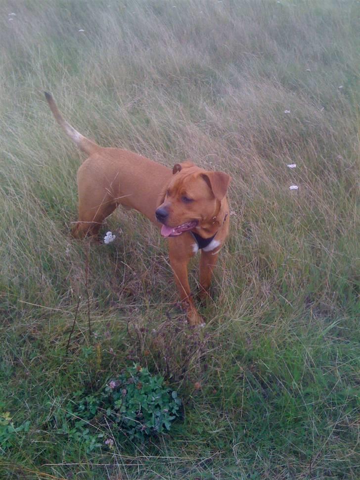 Amerikansk staffordshire terrier tyson billede 7