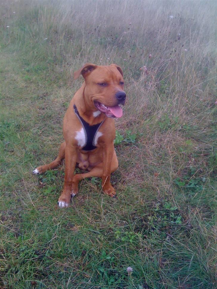 Amerikansk staffordshire terrier tyson billede 8