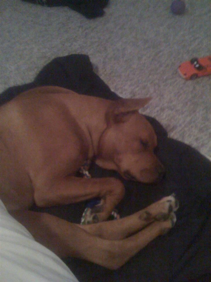 Amerikansk staffordshire terrier tyson billede 9