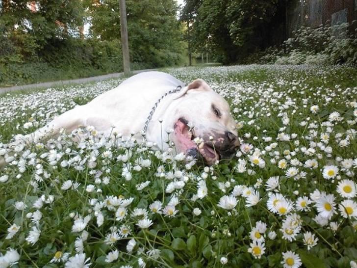 Blanding af racer Jazzy  +++R I P+++ - Blomsterbarn... billede 1