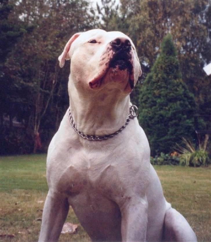 Blanding af racer Jazzy  +++R I P+++ - Altid stolte Jazzy billede 7