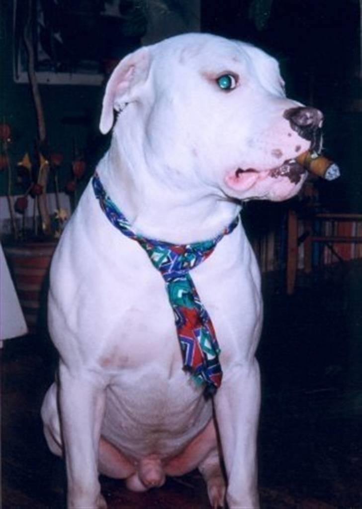 Blanding af racer Jazzy  +++R I P+++ - Den nytårsaften jeg fandt ud af at cigar smager af ....... billede 8