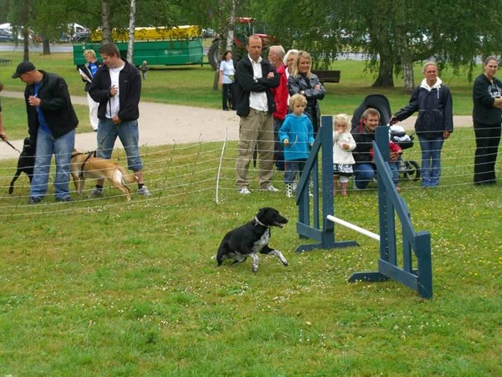 Blanding af racer Mie billede 3