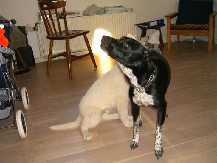 Blanding af racer Mie billede 5