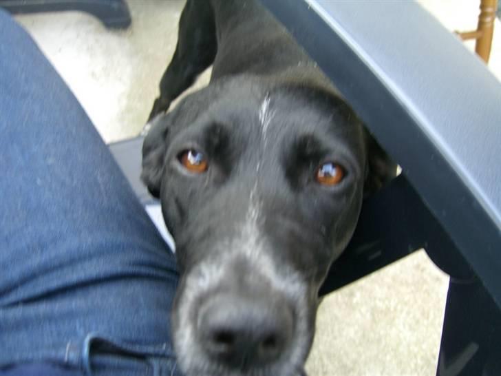 Blanding af racer Mie billede 7