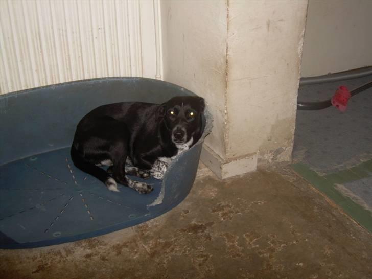 Blanding af racer Mie billede 9