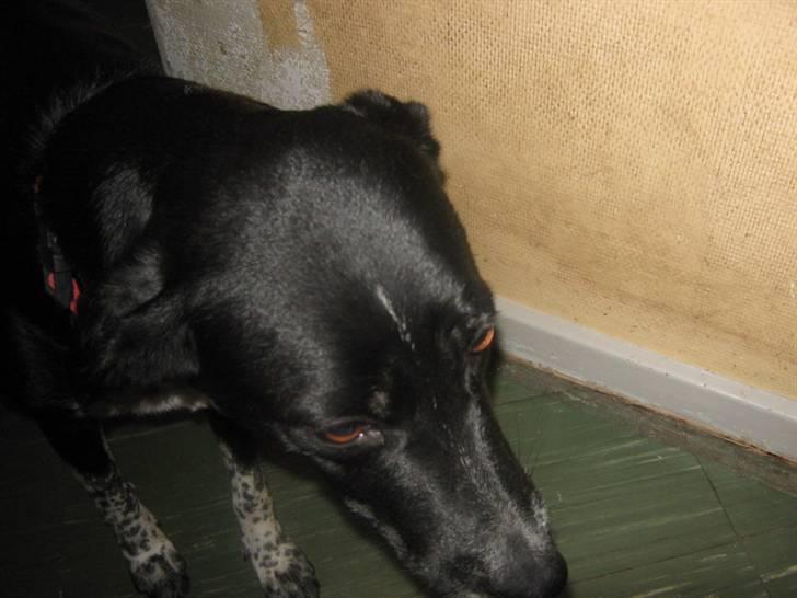 Blanding af racer Mie billede 10