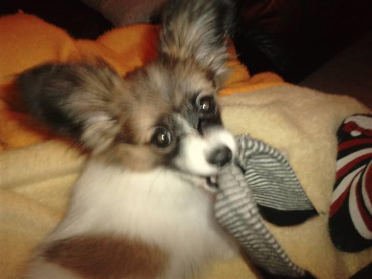 Papillon Gizmo billede 1