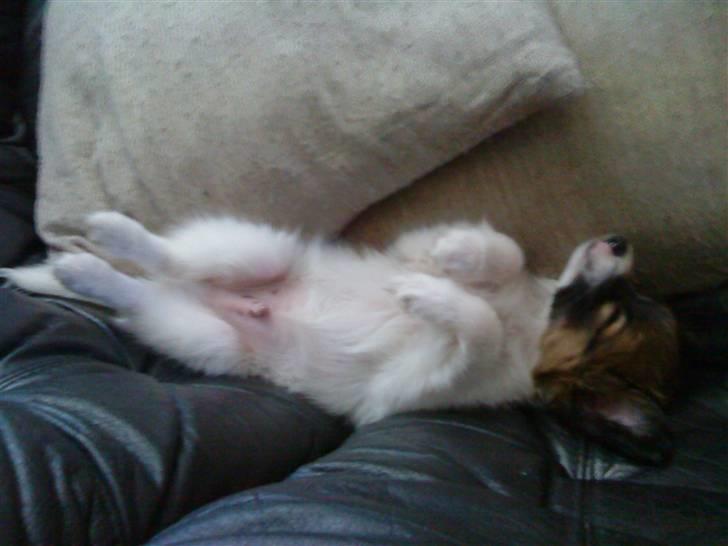 Papillon Gizmo billede 2