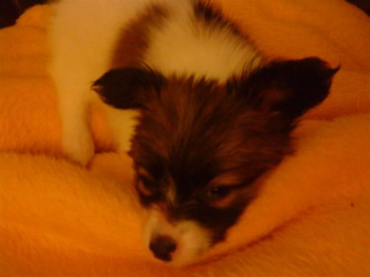 Papillon Gizmo - 1 dag hjemme billede 3