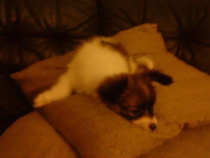 Papillon Gizmo - 1 dag hjemme billede 4