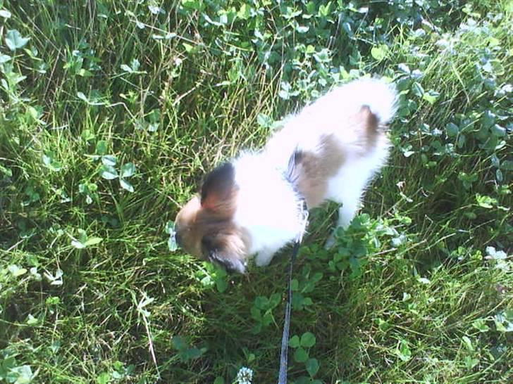 Papillon Gizmo billede 5