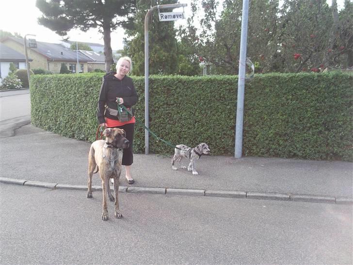 Grand danois ditte - ditte viser vej billede 2