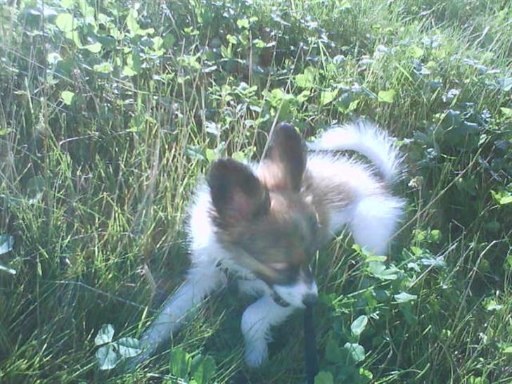 Papillon Gizmo billede 6