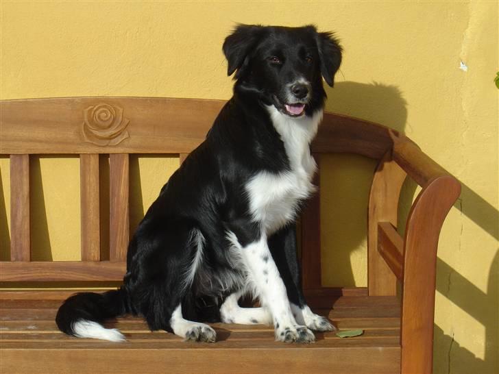 Blanding af racer Nuga - Jo,gu er jeg smuk!!! 12 okt 2009, 7½ måned gammel billede 14