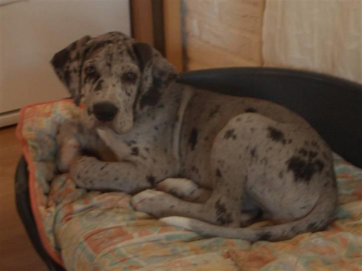 Grand danois max billede 1