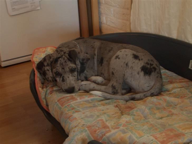 Grand danois max billede 2