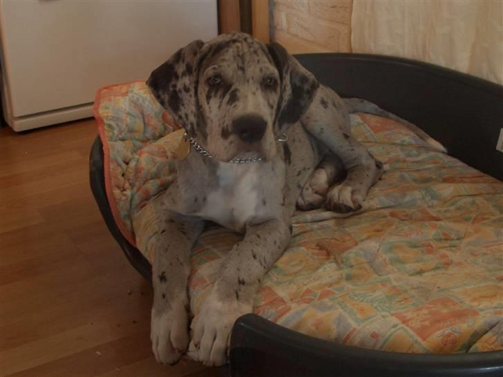 Grand danois max billede 3