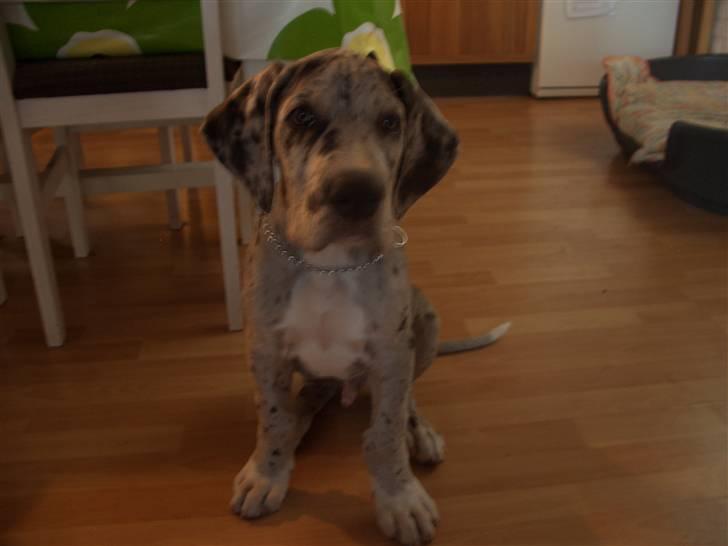 Grand danois max billede 4