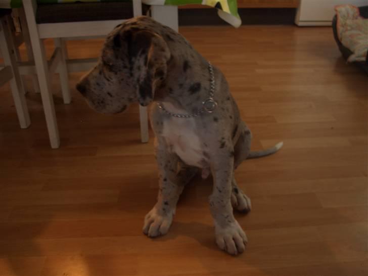 Grand danois max billede 5