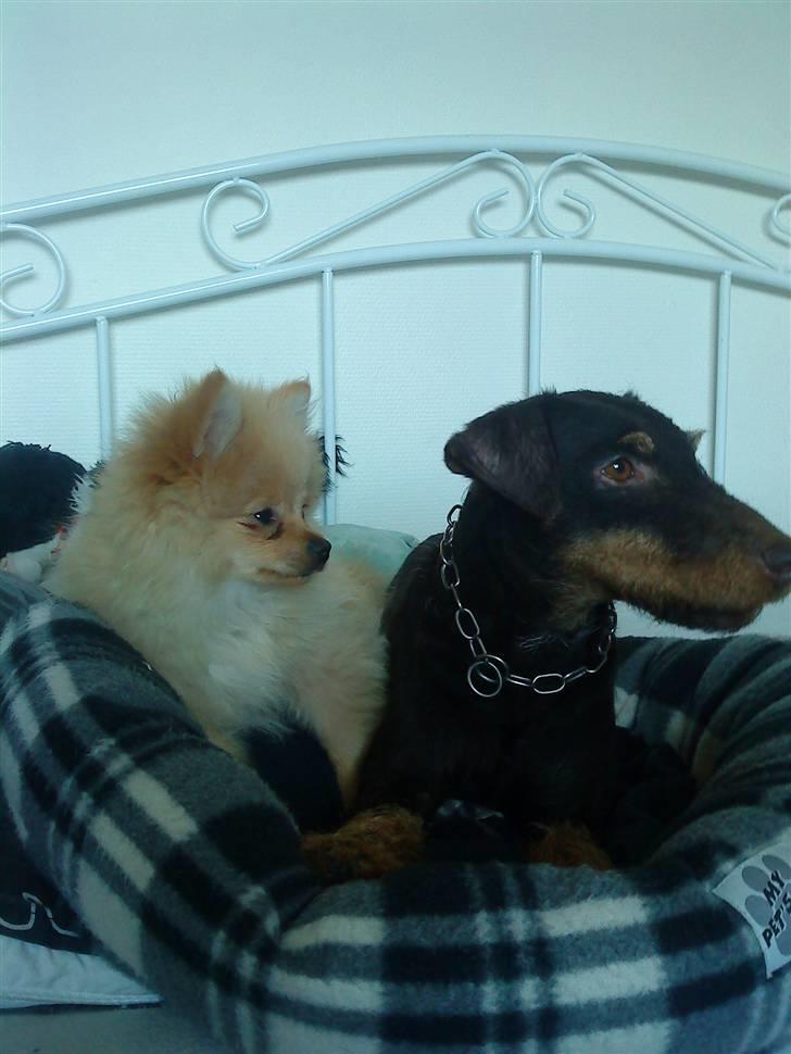 Tysk jagtterrier rossi - min og min støresøsters hund gismo billede 2