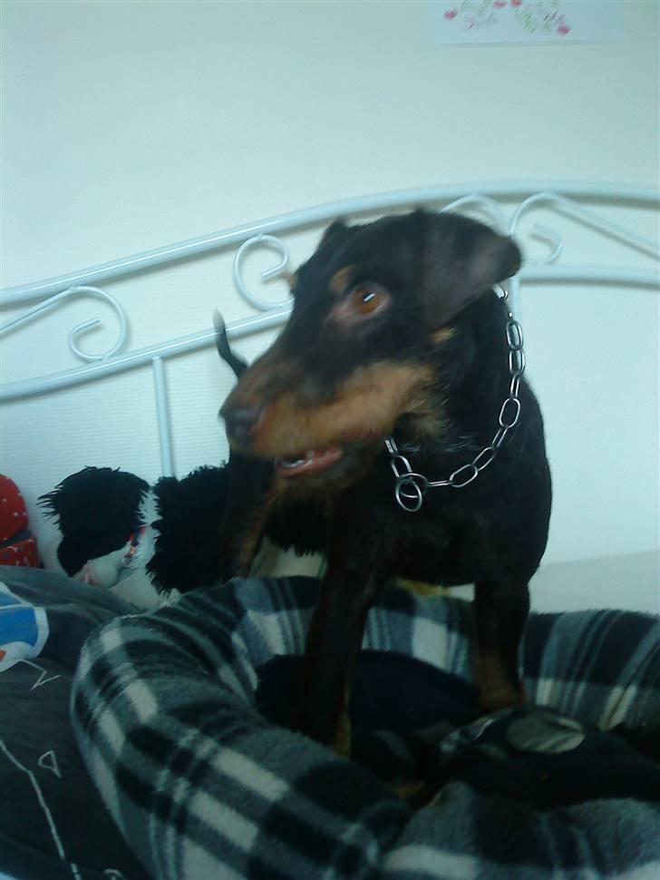 Tysk jagtterrier rossi - se mig billede 3