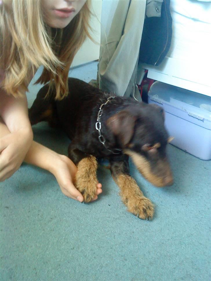 Tysk jagtterrier rossi - jeg kan give pote billede 4