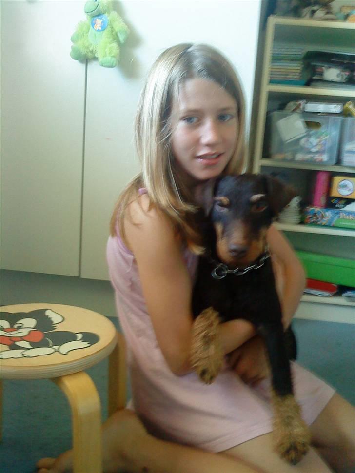 Tysk jagtterrier rossi - jeg elsker simone heh<3 billede 5