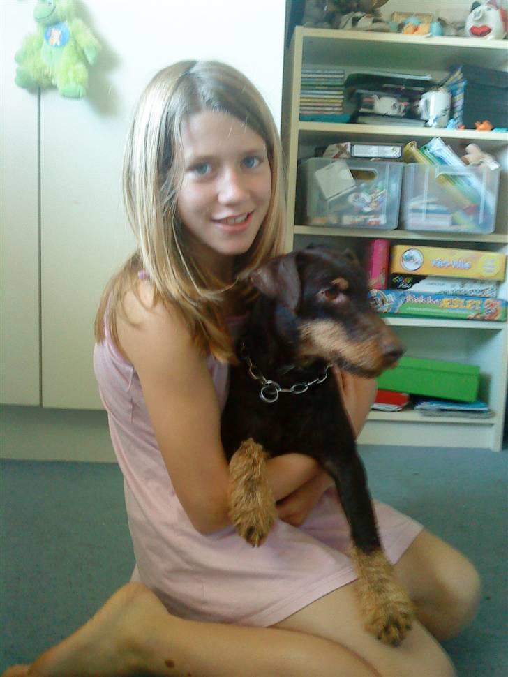 Tysk jagtterrier rossi - nej hvor vi hygger billede 6