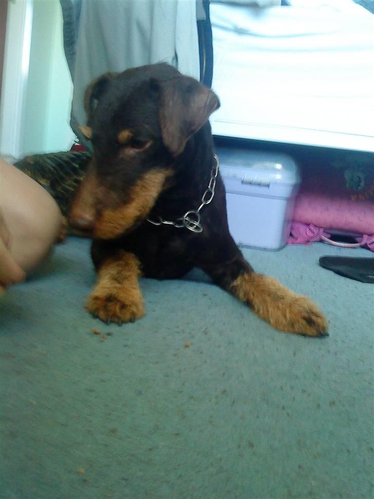 Tysk jagtterrier rossi - nu ligger jeg mig lige ned engang <3 billede 7