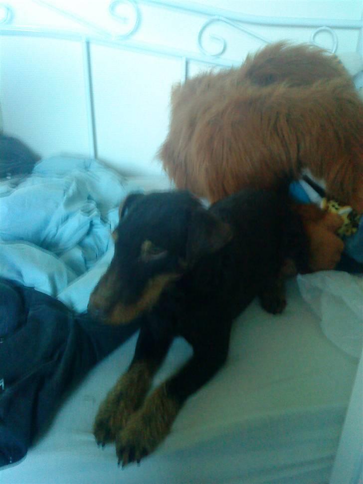 Tysk jagtterrier rossi -  her er godt<3 billede 8