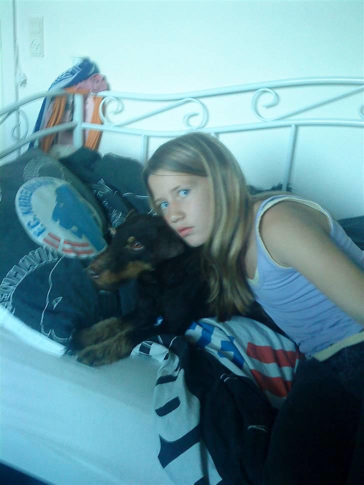 Tysk jagtterrier rossi - dejligt billede 9