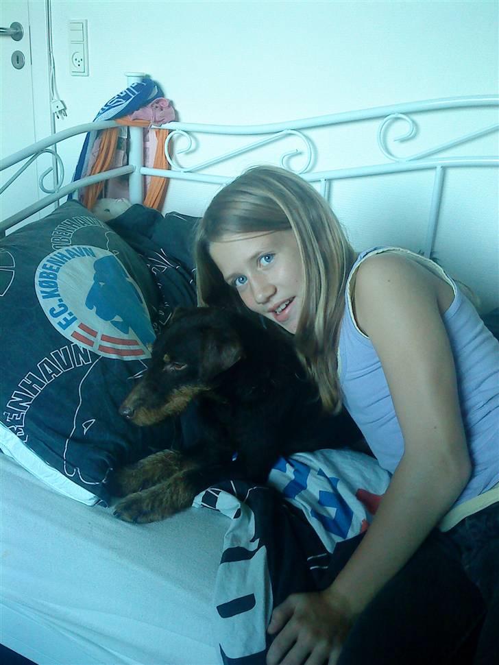 Tysk jagtterrier rossi - vi ligger  godt her billede 10